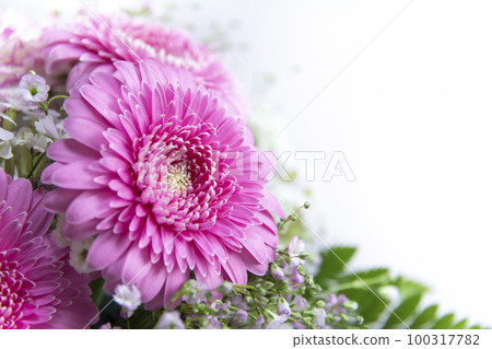 粉色花束非洲菊 粉色花束非洲菊 100317782