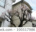 Spring 100317986