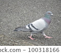 Dove 100318166