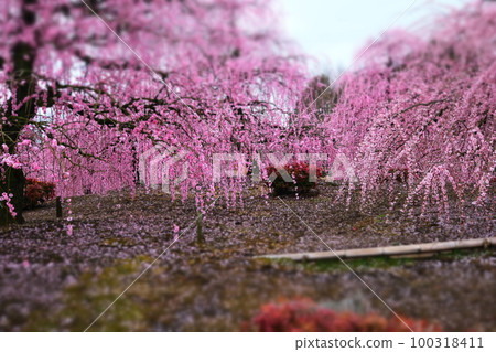 The weeping plum of the Suzuka Forest garden 100318411