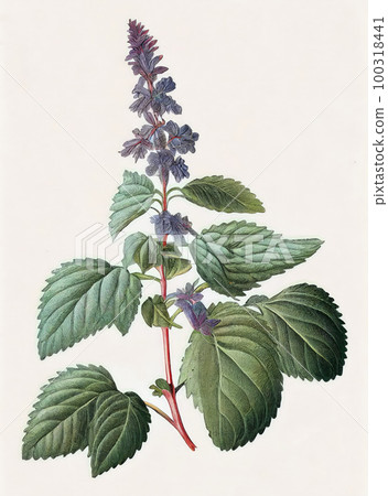 Pogostemon, Pachouli, Cablin Medicinal Perfume Plant, Pachouli Abstract Generative AI Illustration 100318441