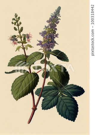 Pogostemon, Pachouli, Cablin Medicinal Perfume Plant, Pachouli Abstract Generative AI Illustration Pogostemon, Pachouli, Cablin Medicinal Perfume Plant, Pachouli Abstract Generative AI Illustration 100318442