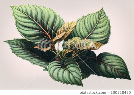 Perilla Botanical Illustration, Shiso Medicinal and Food Plant, Perilla Frutescens Abstract Generative AI Illustration Perilla Botanical Illustration, Shiso Medicinal and Food Plant, Perilla Frutescens Abstract Generative AI Illustration 100318450