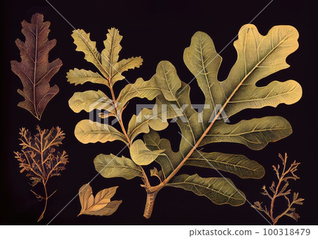 Oak Twig Botanical Illustration, Quercus Plant Drawing Imitation, Abstract Generative AI Illustration Oak Twig Botanical Illustration, Quercus Plant Drawing Imitation, Abstract Generative AI Illustration 100318479