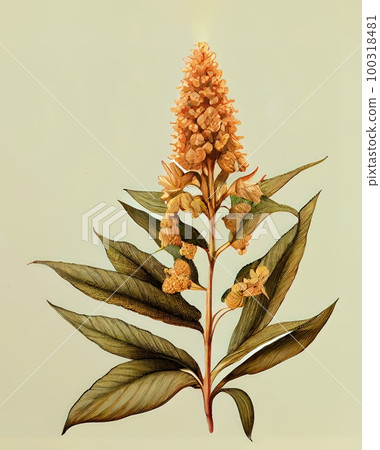 Quinoa Plant Botanical Illustration, Chenopodium Quinoa, Kinwa or Kinuwa Abstract Generative AI Illustration 100318481