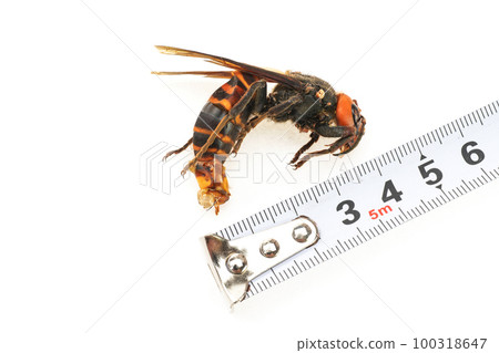 測量死去的大黃蜂蜂王 100318647