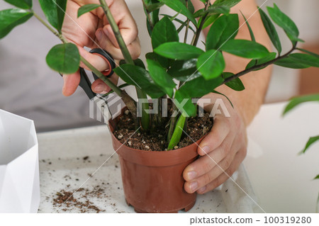 Transplanting zamiokulkas from a small pot to a Transplanting zamiokulkas from a small pot to a 100319280