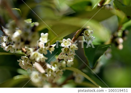 柞蠶雌花 柞蠶雌花 100319451