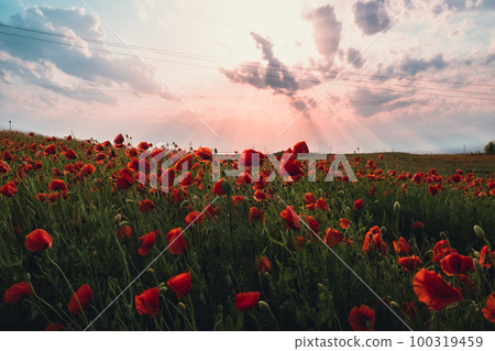 Red poppy flowers in a wild field. Vivid Poppies meadow in spring. Beautiful summer day. Beautiful red poppy flowers on green fleecy stems grow in the field. Scarlet poppy flowers in the sunset light Red poppy flowers in a wild field. Vivid Poppies meadow in spring. Beautiful summer day. Beautiful red poppy flowers on green fleecy stems grow in the field. Scarlet poppy flowers in the sunset light 100319459