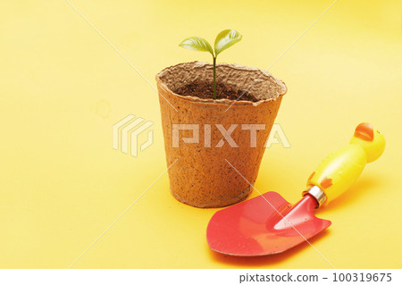 Shovel near sprout seedling of a plant in the soil in a peat pot Shovel near sprout seedling of a plant in the soil in a peat pot 100319675