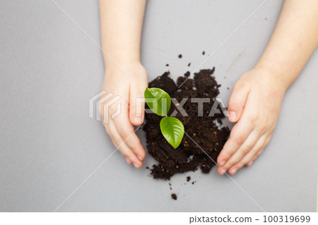 Green sprout growing from soil and a kids hands protecting it isolated on a gray paper background. 100319699