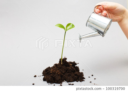 Small seedling in a pile of soil. Child's hand waters a sprout from a toy watering can 100319700