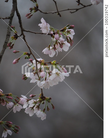 櫻花 100319742