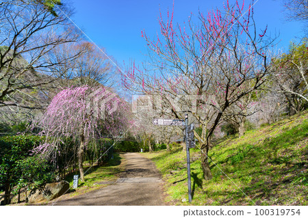 Atami Plum Garden, Atami City, Shizuoka Prefecture Atami Plum Garden, Atami City, Shizuoka Prefecture 100319754