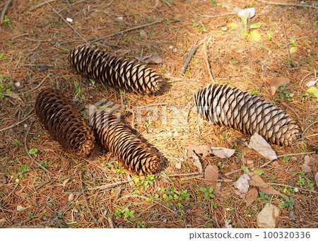 Spruce nuts (pine cones) that have fallen to the ground Spruce nuts (pine cones) that have fallen to the ground 100320336