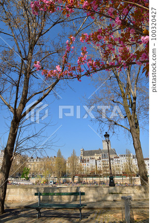 法國巴黎。 Ile Saint-Louis 盛開的櫻花。拍攝於 2022 年 3 月 27 日。 法國巴黎。 Ile Saint-Louis 盛開的櫻花。拍攝於 2022 年 3 月 27 日。 100320427