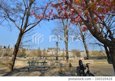 法國巴黎。 Ile Saint-Louis 盛開的櫻花。拍攝於 2022 年 3 月 27 日。 法國巴黎。 Ile Saint-Louis 盛開的櫻花。拍攝於 2022 年 3 月 27 日。 100320428