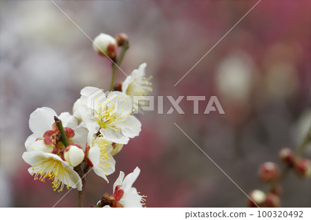 White plum blossoms in early spring Copy space 100320492