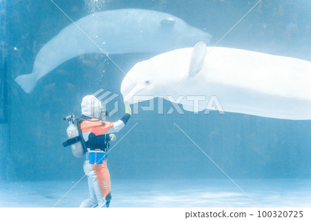 Beluga show at Kamogawa Sea World 100320725