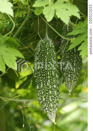 bitter gourd 100321055