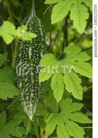 bitter gourd 100321059