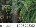 Cedar Flower 100321562