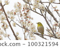 Plum and mezzo 100321594