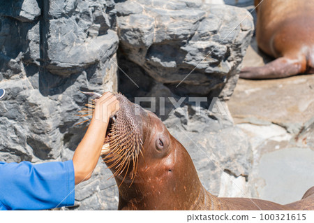 walrus feeding time walrus feeding time 100321615