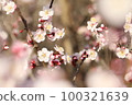 Apricot flower with cute petal shape and bud color 100321639
