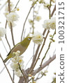 White-eye that sucks the nectar of plum blossoms 100321715