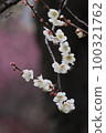 White plum branch 100321762