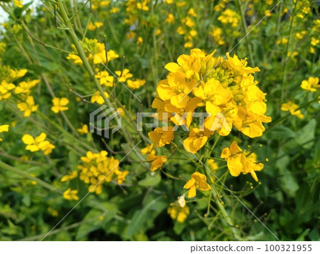 Flowers Flowers 100321955