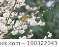 White-eye and white-eye 100322043