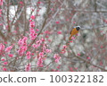 Red plum and redstart male 100322182