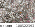 White plum and redstart male 100322393