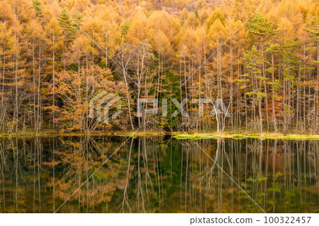 《長野縣》紅葉美嘉池・紅葉峰《清晨》 100322457