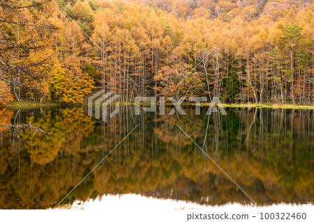 《長野縣》紅葉美嘉池・紅葉峰《清晨》 《長野縣》紅葉美嘉池・紅葉峰《清晨》 100322460