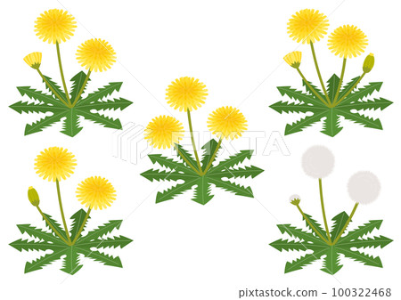 Set of dandelion illustrations Set of dandelion illustrations 100322468