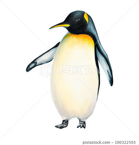 Watercolor king penguin isolated on white background. Hand painting realistic Arctic and Antarctic ocean mammals. For designers, decoration, postcards, wrapping paper, scrapbooking, covers, logos Watercolor king penguin isolated on white background. Hand painting realistic Arctic and Antarctic ocean mammals. For designers, decoration, postcards, wrapping paper, scrapbooking, covers, logos 100322503