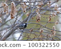 Early spring 100322550