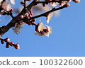 Apricot blossoms in Uratakao shining in the blue sky 100322600