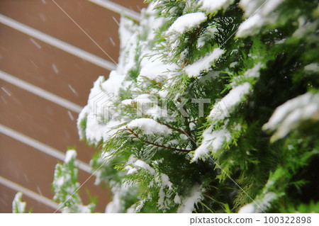 Snow lying on tree branches Snow lying on tree branches 100322898