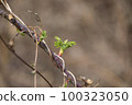 sprout 100323050