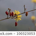 Corn oil 100323053
