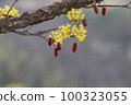 Corn oil 100323055