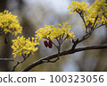 Corn oil 100323056