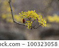 Flower 100323058
