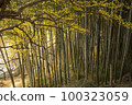 bamboo 100323059
