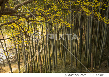 bamboo 100323059