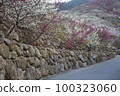 Plum blossoms 100323060